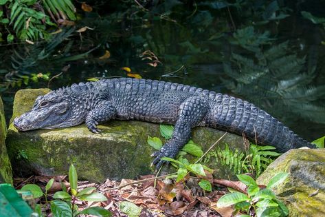 Caiman, Types Of Crocodiles, Mugger Crocodile, Chinese Giant Salamander, Crocodile Species, Giant Salamander, Vertebrates And Invertebrates, Mangrove Swamp, Saltwater Crocodile