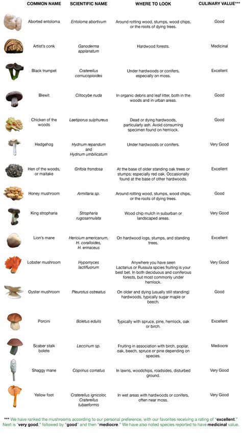 Guide To Mushrooms, Mushroom Hunting Tips, Wild Mushrooms Identification, Edible Mushrooms Identification, Psycilobin Mushrooms, Mushroom Identification Chart, Liberty Cap Mushroom, Mushroom Planting, Edible Mushrooms Chart