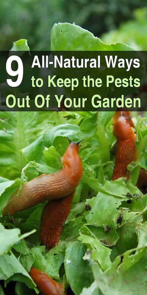 9 All-Natural Ways To Keep Pests Out Of Your Garden Garden Slugs, Slugs In Garden, Organic Insecticide, Organic Gardening Pest Control, Organic Pesticide, Garden Bugs, Natural Pest Control, Garden Pest Control, Garden Insects