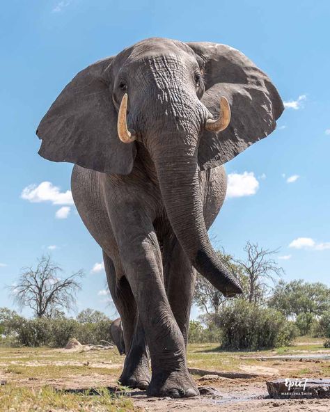 African Animals Photography, African Safari Animals, Bull Elephant, Animal Photography Wildlife, Wild Animals Photography, Touching Photos, Wild Animals Photos, Animals Photography, Wild Animals Pictures