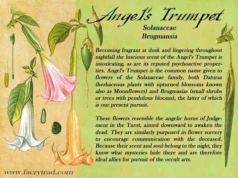 Nature, Angel’s Trumpet Flower, Moonflower Symbolism, Angel’s Trumpet, Angels Trumpet Tattoo, Moonflower Meaning, Angels Trumpet Plant, Angel's Trumpet Flower, Angels Trumpet Flower