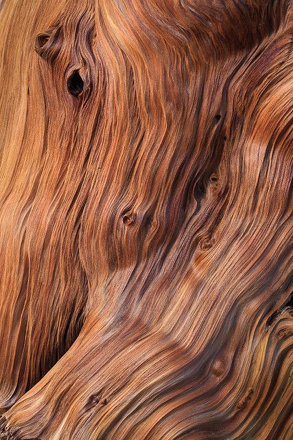 Bristlecone Pine, Into The Wood, Texture Inspiration, Art Texture, Materials And Textures, Into The Woods, Tree Patterns, Tree Bark, Wood Texture