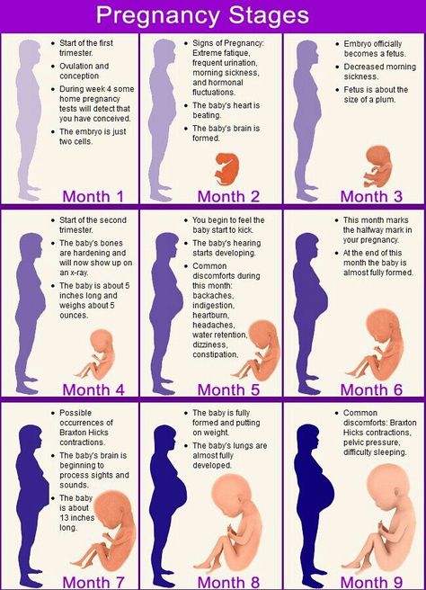 Month by month pregnancy stages Vom Avea Un Copil, Pregnancy Chart, Baby Trivia, Pregnancy Calendar, Mang Thai, Pregnancy Info, Baby Facts, Pregnancy Signs, Pumping Moms