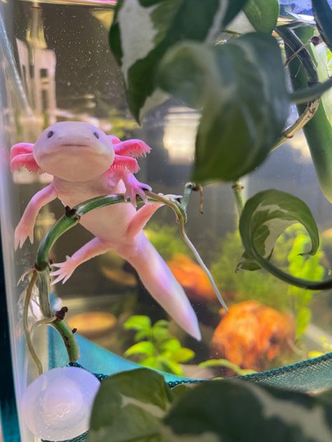 A cute pink axolotl holding onto a vine staring at the camera in a planted aquarium. Pink Fish Tank Ideas, Exotic Pets Aesthetic, Axolotl Diorama, Axolotl Tank Minecraft, Chimera Axolotl, Axolotl Aquarium Ideas, Axolotl Tank Ideas, Aesthetic Axolotl, Axolotl Oc