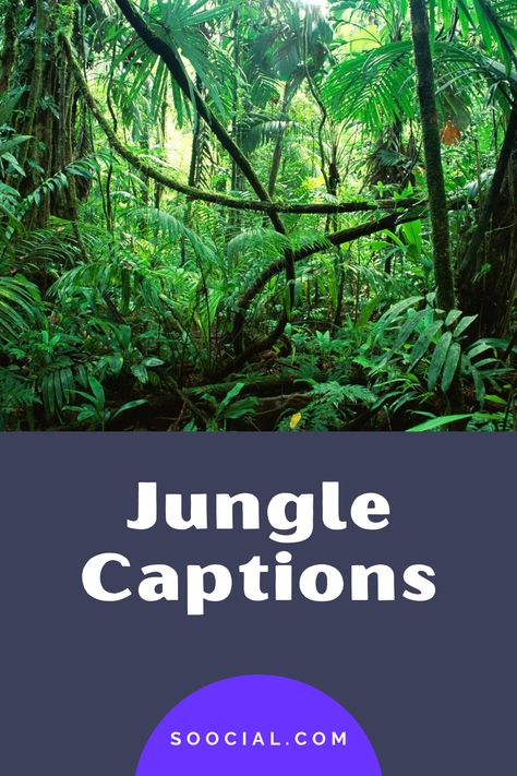 Nature, Caption For Jungle Pic, Caption For Forest Photos, Jungle Captions For Instagram, Jungle Captions, Wild Captions For Instagram, Wild Captions, Jungle Quotes, Caption For Instagram Pic