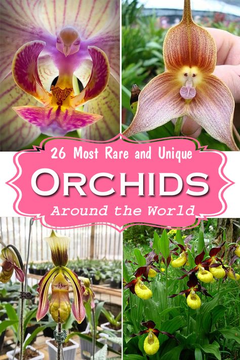 Nature, Monkey Face Orchid, Kinds Of Orchids, Rare Orchids Unusual Flowers, Orchid Flower Aesthetic, Unique Orchids, Orchid Types, Flying Duck Orchid, Rainforest Flowers