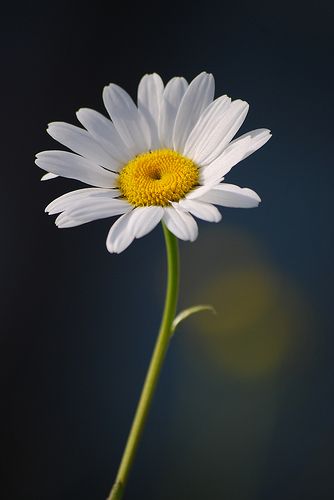 Single daisy on dark blue background | Otomodachi | Flickr Sunflowers And Daisies, Daisy Tattoo, Daisy Wallpaper, Daisy Love, Wallpaper Flower, Month Flowers, Dark Blue Background, Birth Flowers, Malbec