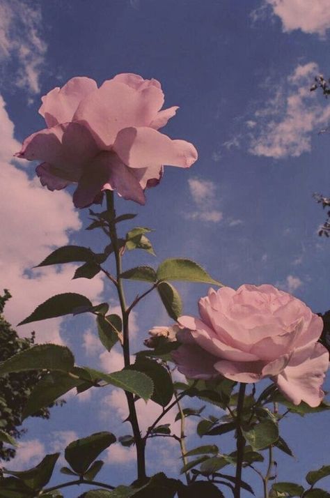 #aesthetic #sky #flowers #nature #background #rose #photography  https://weheartit.com/entry/326608864 Art, Plants, Flowers, Nature