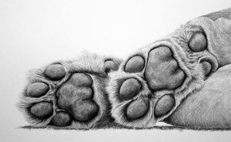 Lion Paw Drawing, Paw Sketch, Paw Illustration, Cat And Dog Drawing, Tiger Paw Print, Paw Drawing, Lion Head Tattoos, Lion Drawing, Tiger Paw