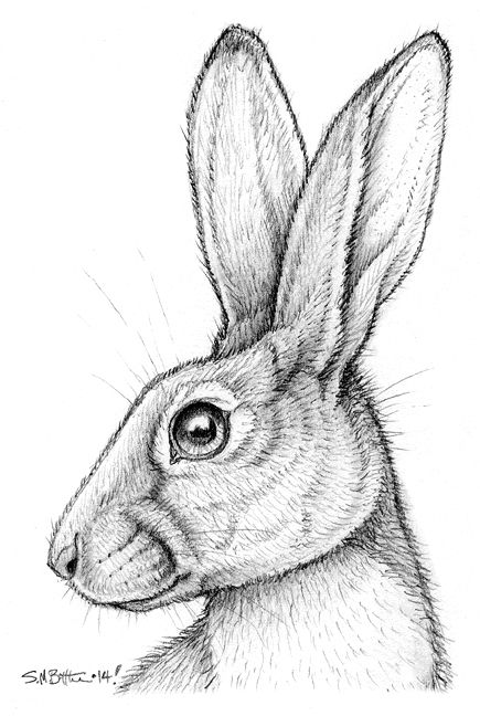 Croquis, Rabbit Pencil Drawing, St Melangell, Face Profile Drawing, Hare Sketch, Hare Drawing, Felt Rabbit, Magic Runes, Animal Tattoo Ideas