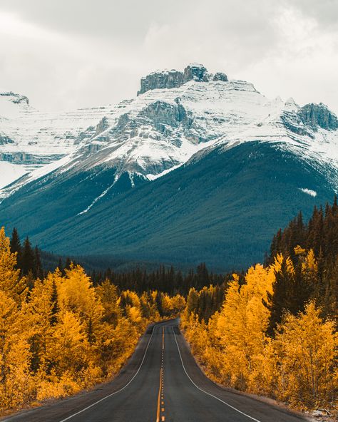 What To Do In Banff This Fall Season: A Foliage Guide | finally Fall is here! My absolute FAVORITE season! My first time visiting Banff was during the summer of 2016. The only pictures I had seen of the park were of Moraine Lake, and BOY did that blue capture my heart. Summer was great and all, but when I heard that Banff National Park was just as beautiful in the fall, I knew I HAD to come back. | Visit Banff in the Fall | Exploring Canada in the Fall | Banff Fall Travel Banff Canada Fall, Banff In Fall, Banff Picture Ideas, Banff Fall, Adirondack Art, Fall Canada, Canada Autumn, Canada Honeymoon, Traveling Friends