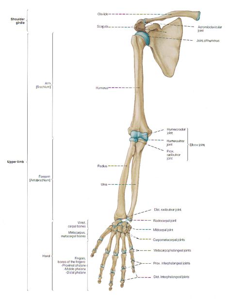 Arm bones Skeleton Arm References, Arm Bone Anatomy, Arm Bones Anatomy, Arm Bones Drawing, Hand Bones Anatomy, Hand Bone Anatomy, Forearm Anatomy, Upper Limb Anatomy, Skeletal System Anatomy