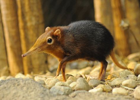 Rare Animals, Obscure Animals, Unknown Animals, Elephant Shrew, Brookfield Zoo, Strange Animals, Unusual Animals, Pretty Animals, Cute Wild Animals