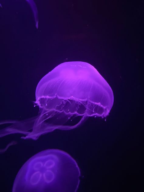 Purple Glowing Jellyfish Purple Octopus Aesthetic, Purple Bioluminescence, Indigo Purple Aesthetic, Ocean Aesthetic Purple, Purple Jellyfish Aesthetic, Pink Jellyfish Aesthetic, Purple Aesthetic Ocean, Purple Jellyfish Wallpaper, Aesthetic Pictures Purple