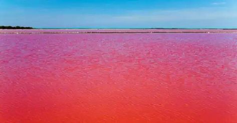 blood sea in brazil | blood red water brazil, red tide photo, amazing red tide brazil 2015 ... Nature, Fortaleza, Revelation 16, Red Tide, Texas Lakes, Only In Texas, Bodies Of Water, Red Watch, Red Water