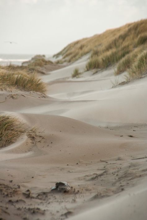 Sand Dunes Beach, Sandy Beach Aesthetic, Dunes Aesthetic, Sandy Aesthetic, Sand Aesthetic, Seaside Pictures, Beach Dunes, Fauna Marina, Landscape Beach