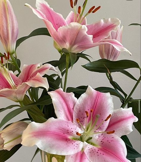 Nature, Pink And White Lillies, Pink Lillie’s, Pink Lily Flower Aesthetic, Lilys Aesthetic Flower, Lilies Flowers Aesthetic, Pink Lillies Aesthetic, Lili Aesthetic, Lillie Flower