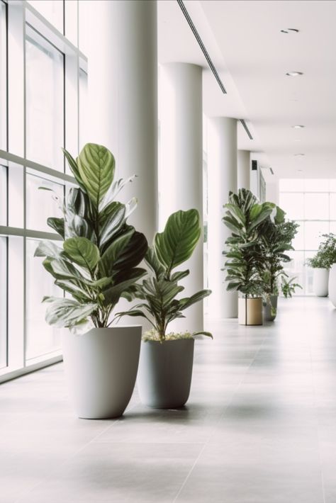 A new offering in premium plant delivery, catering specifically to commercial spaces, bespoke residential projects, and more. Discover our suite of services at leonandgeorge.com/pro . . . Dream with us! Original AI-generated imagery by Léon & George Pro. Get in touch to see how we can bring your wildest (plant) dreams to life. #officeplants #officedecor #office #smalloffice Aalborg, Big Plant Pots Indoor, Office Plants Ideas Interior Design, Small Office Reception, Office With Greenery, Plants In Office, Plant Office Design, Plant Office, Plants In Baskets