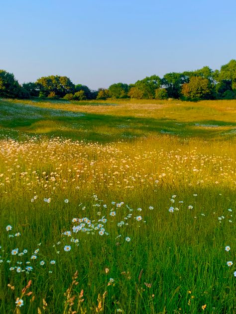 Flower field #spring #june #flowers #floral #aesthetic #aestheticwallpaper #aesthetictumblr Nature, Flower Feild, June Flowers, Field Wallpaper, Floral Aesthetic, Daisy Field, Pretty Landscapes, Field Of Dreams, Grass Field