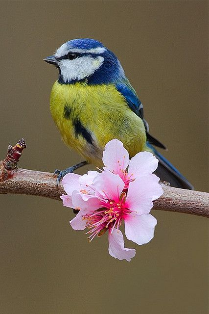 The blue tit - what an absolute beauty this is.  We had a pair nesting in the nesting box this year - how sad when I discovered that another bird had pecked its way in and ransacked the nest :( Vogel Gif, Spring Birds, Most Beautiful Birds, Bird Tattoo, Nature Birds, Bird Pictures, Exotic Birds, Bird Drawings, Alam Semula Jadi