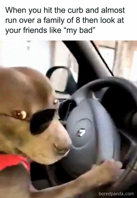 Driving-Car-Funny-Jokes Teenage Driving, Text Message Meme, Driving Memes, Driving Humor, Driving Quotes, Car Jokes, Good Morning Funny Pictures, Funny Car Memes, Car Memes