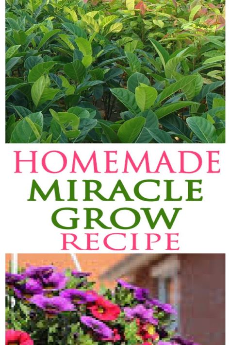 Check out this homemade miracle grow recipe that is a fraction of the cost and actually MORE effective that what you buy at the store. Learn how... Miracle Grow Recipe, Homemade Miracle Grow, Miracle Grow Diy, Miracle Grow, Tower Garden, Spring Plants, 4 Ingredient, Plant Food, Cool Plants