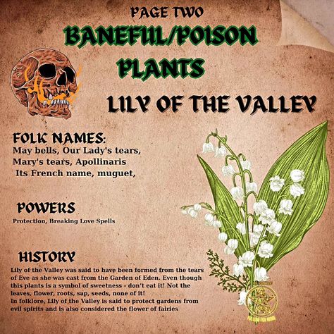 ## Be careful with these beauties! ☠️ (plantwitchery but hold the ouch) * **Not your average herb garden:** Plants like wolfsbane and nightshade are gorgeous, but SUPER poisonous! ‍♀️ Admire from afar! * **Respect the power:** These plants were used in rituals for protection or even curses in history. They're potent, so learn about them safely. * **Safety first!** NEVER ingest these plants or touch them without gloves. Kitchen herbs are your witchy plant friends! **Ever seen a plant tha... Poison Herbs, Baneful Magick, Witchy Plants, Admire From Afar, Protection Flowers, Herb Magick, Earth Witch, Deadly Plants, Witchy Garden