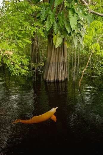 Amazon River Dolphin Brazilian Jungle, Amazon River Dolphin, River Dolphin, Taman Air, Amazon Forest, Amazon River, Amazon Rainforest, Nature Animals, Sea Creatures