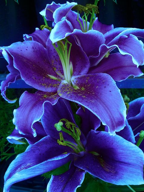 Daylilies Exotic Flowers, Purple Lily, Love Lily, The Secret Garden, Daylilies, Lily Flower, Flower Beauty, Flowers Nature, Beautiful Blooms