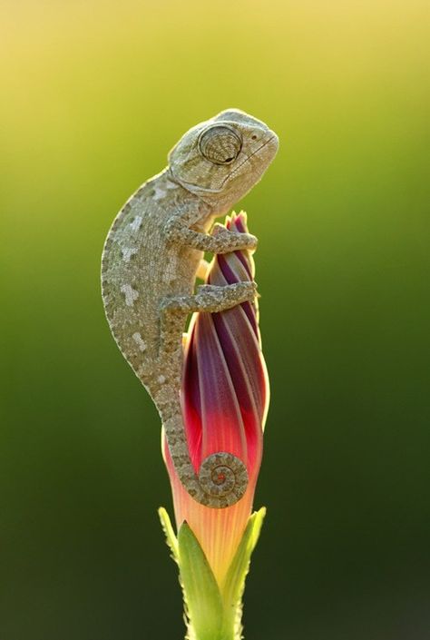 Chameleon Bloom:   No widdle flower, it's not your time yet. This chameleon shall gently guard you until it is. Iguanas, Reptiles And Amphibians, Baby Chameleon, National Geographic Animals, National Geographic Photo Contest, National Geographic Photography, Nature Tour, Natural Contour, Red Birds