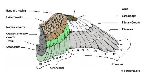 Peru, Parts Of A Bird, Feather Layers, Wing Anatomy, Peacock Wings, Bird Flight, Flight Feathers, Wing Feathers, Bird Identification