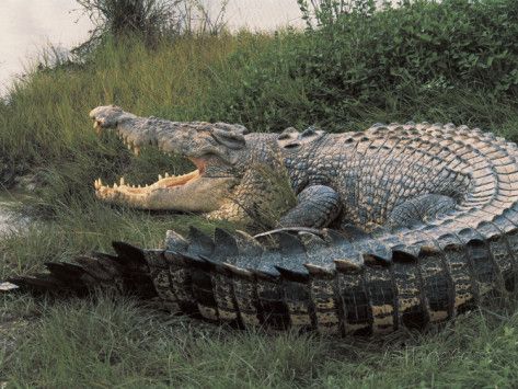 Saltwater Crocodile, the biggest in the world. I'd love to see one up close! Reptiles And Amphibians, Crocodile Facts, Kakadu National Park, Nile Crocodile, Saltwater Crocodile, American Alligator, Haiwan Peliharaan, Australian Animals, Crocodiles