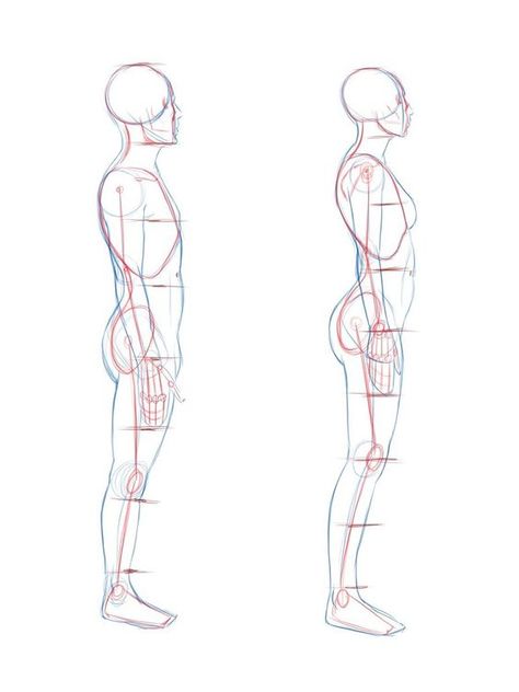 Male Side Anatomy, Human Proportions, Side View Drawing, Male Body Drawing, Male Figure Drawing, Human Body Drawing, Profile Drawing, Výtvarné Reference, Body Drawing Tutorial