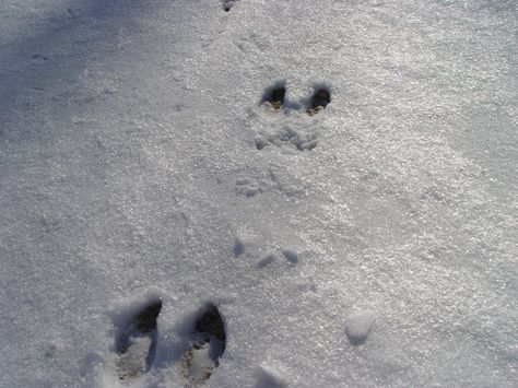 Deer Tracks Wilderness Animals, Deer Tracks, Animal Footprints, Hunting Stuff, Usagi Yojimbo, Character And Setting, Wilderness Survival, Twilight Saga, Rpg Character