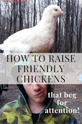 How to raise friendly chickens that love ot be petted and picked up. How To Make Your Chickens Friendly, Raising Chickens In Florida, Baby Chickens Raising, Cute Chicken Names, Friendly Chickens, Pet Chickens Breeds, Chickens For Eggs, Chicken Board, Chicken Pet