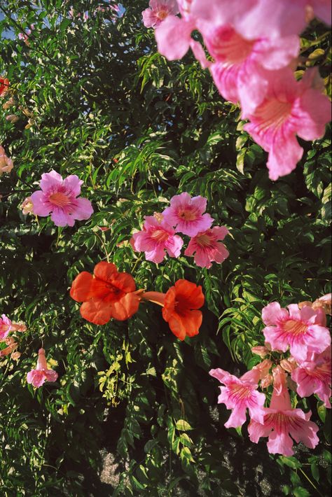 #nature #photography #flowers #aesthetic #tumblr #pinterest #pink #red #green #spring #summer Tumblr, Nature, Red Green Aesthetic, Pink Green Aesthetic, Nature Photography Flowers, Photography Flowers, Flowers Aesthetic, Aesthetic Tumblr, Green Spring