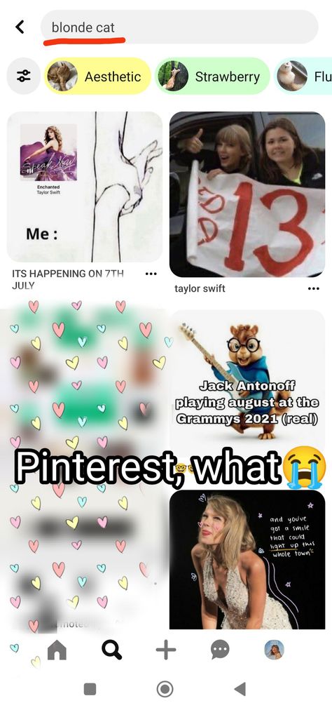 Taylor Swift Cats Benjamin, Taylor Swift Cats, Taylor Swift Cat, Jack Antonoff, Blonde Cat, Swift Photo, Taylor Swift 13, Cat Aesthetic, Music Industry