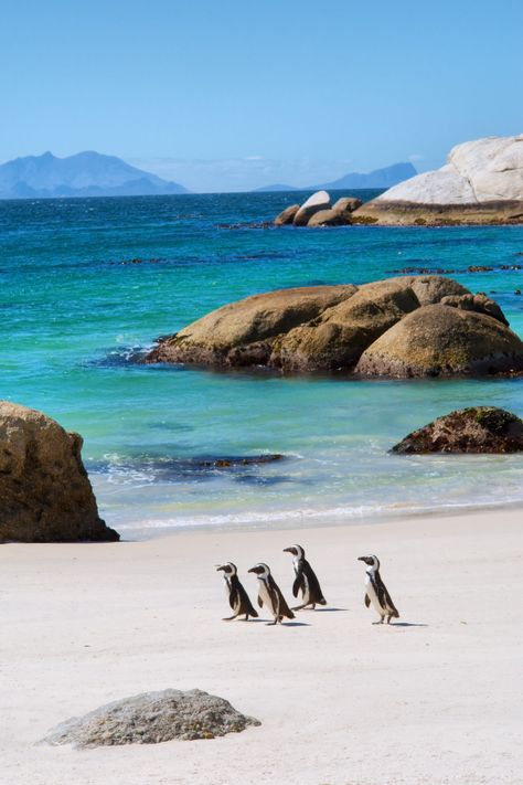 Boulders Beach Cape Town South Africa South Africa Beach, Africa Bucket List, South Africa Photography, Boulders Beach, Cape Town Travel, Best Countries To Visit, Visit South Africa, Kia Ora, Africa Photography