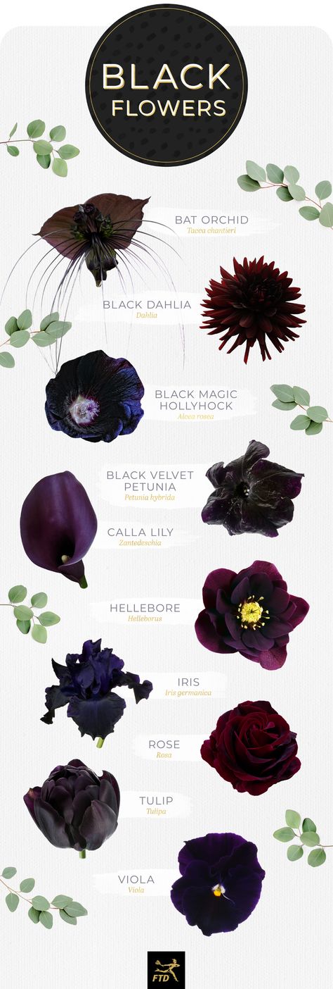 10 Types of Black Flowers - FTD.com Botanisk Illustration, Tanaman Indoor, Gothic Flowers, Goth Garden, Gothic Garden, Different Types Of Flowers, Flower Meanings, Black Garden, Hiasan Bilik