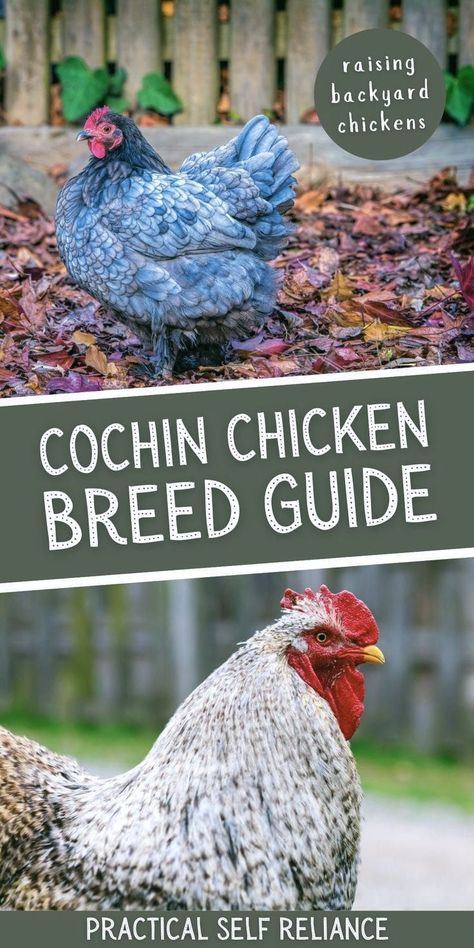 Olive Egger Chicken, Chicken Breeds For Eggs, Cochin Chickens, Chickens Backyard Breeds, Best Egg Laying Chickens, Raising Farm Animals, Raising Rabbits, Vegetable Benefits, Homestead Chickens