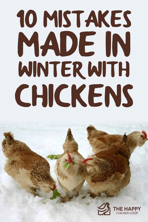 Winterized Chicken Run, Feeding Chickens In Winter, Winter Chicken Treats, Chicken Coops For Cold Climates, Winter Chicken Waterer, Winter Treats For Chickens, Chicken Treats For Winter, 10 Chicken Coop Plans, Winter Chicken Coop