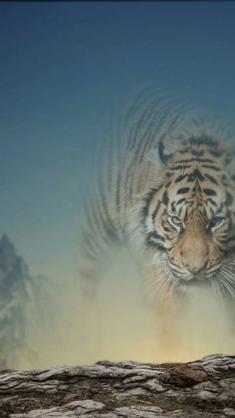Minimalist Moods-Simple & Background Mass Background Hd, New Background Images Hd 4k, Mass Backgrounds For Editing, Wallpaper For Editing, Shadow Tiger, Photo Editing Background Hd, Tiger Photo, Photo Editing Background, Lions Photos