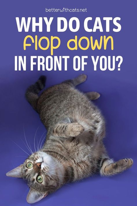 Wondering why cats flop down in front of you? We've got 6 reasons why your cat is practicing the feline flop just for you! Check it out! Cat Communication, Spoiled Cats, Cat Area, Cat Advice, Cat In Heat, Cat Biting, Pet Paradise, New Kitten, Cat Language