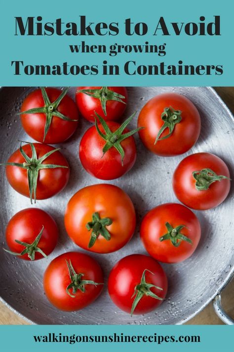 Potted Tomato Plants, Growing Roma Tomatoes, Tomato Container Gardening, Growing Cherry Tomatoes, Cherry Tomato Plant, Tomatoes In Containers, Growing Tomato Plants, Growing Tomatoes In Containers, Ard Buffet