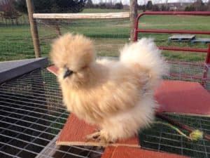 Porcelain (Blue Cream) Silkies - Mranimal Farm Porcelain, Silkie Chickens, Chicken Breeds, Porcelain Blue, Hobby Farms, Lavender Color, Blue Cream, Image Search, Lavender