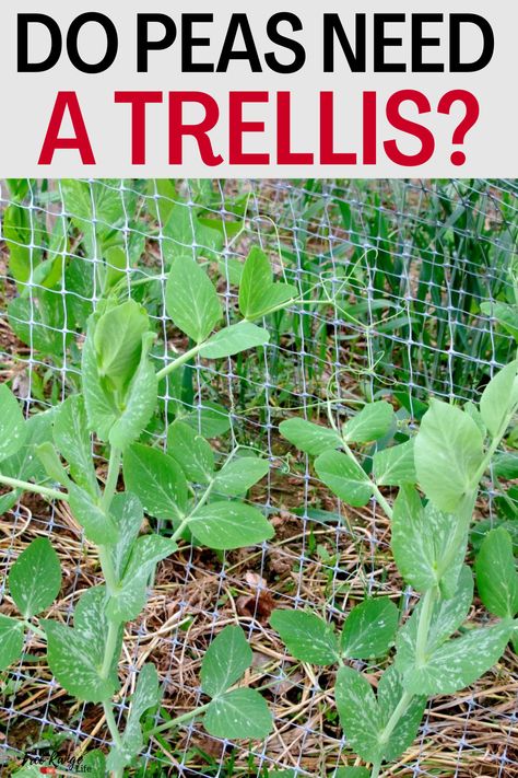 Growing Snow Peas Trellis, Pea Arch Trellis, Diy Trellis For Peas, How To Grow Peas From Seeds, Garden Peas Trellis, Pea Plant Trellis, Trellis For Sweet Peas, Growing Peas Trellis, Pea Trellis Diy