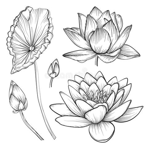Water Lily Drawing, Lotusblume Tattoo, Water Lily Tattoos, Lotus Drawing, Flor Tattoo, Black And White Tattoo, Lotus Flower Painting, Lilies Drawing, Flower Tattoo Drawings