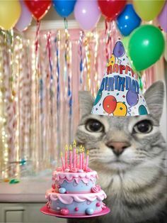 #kittens #cute #aesthetic #heartcore #heart #kdrama #aesthetic #loveyourcat #dogs #pink #emotional #cutecats #cutekittens #fyp #foryoupage #homepage #memes Happy Birthday Silly Cat, Cute Birthday Cat Drawing, Cat Celebrating Birthday, Happy Birthday Cat Meme, Birthday Cat Meme, Happy Birthday Meme Funny, Cat With Party Hat, Happy Birthday Silly, Silly Happy Birthday