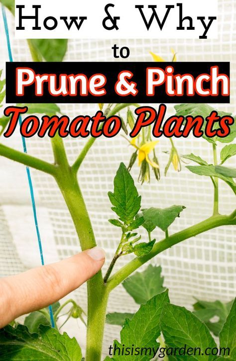 Tomato Suckers, Tomato Plant Care, Pruning Tomato Plants, Large Trellis, Tomato Pruning, Gemüseanbau In Kübeln, Determinate Tomatoes, Big Tomato, Growing Tomato Plants