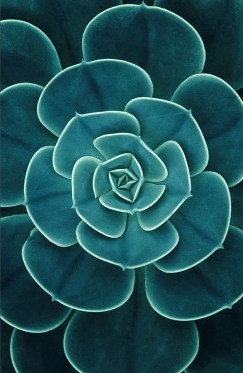 Succulent Art, Image Nature, Cactus Y Suculentas, Green Nature, Succulents Diy, Cactus And Succulents, Natural Forms, Patterns In Nature, Cacti And Succulents